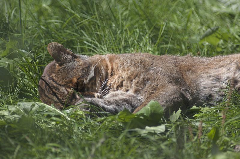 Cjp_2011_08_01_135137 (2).jpg